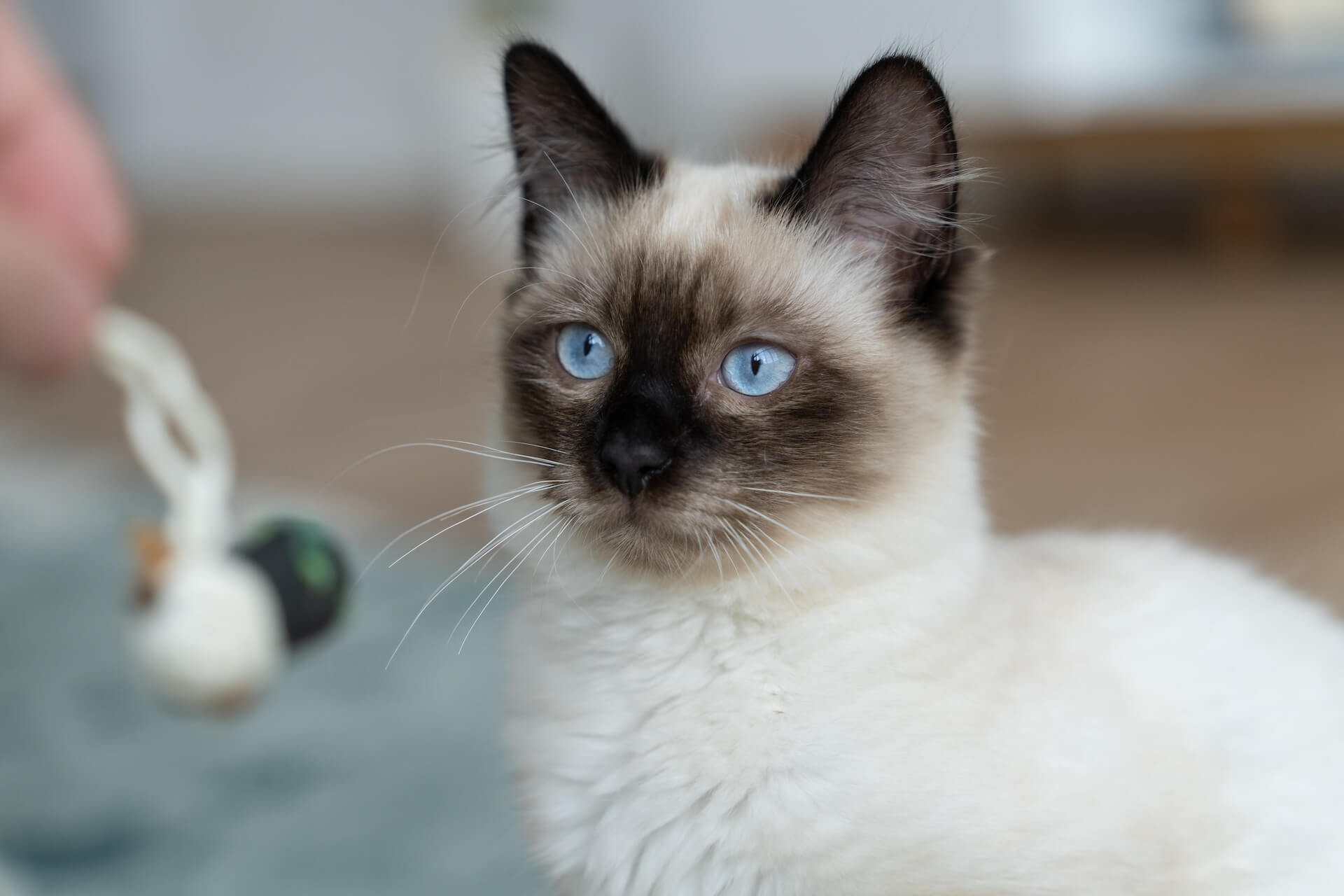 Pet Hospital in Milton GA mobile