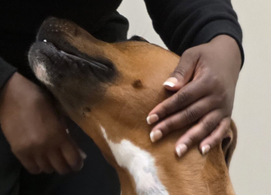 Woman stroking dogs on the side of the face 