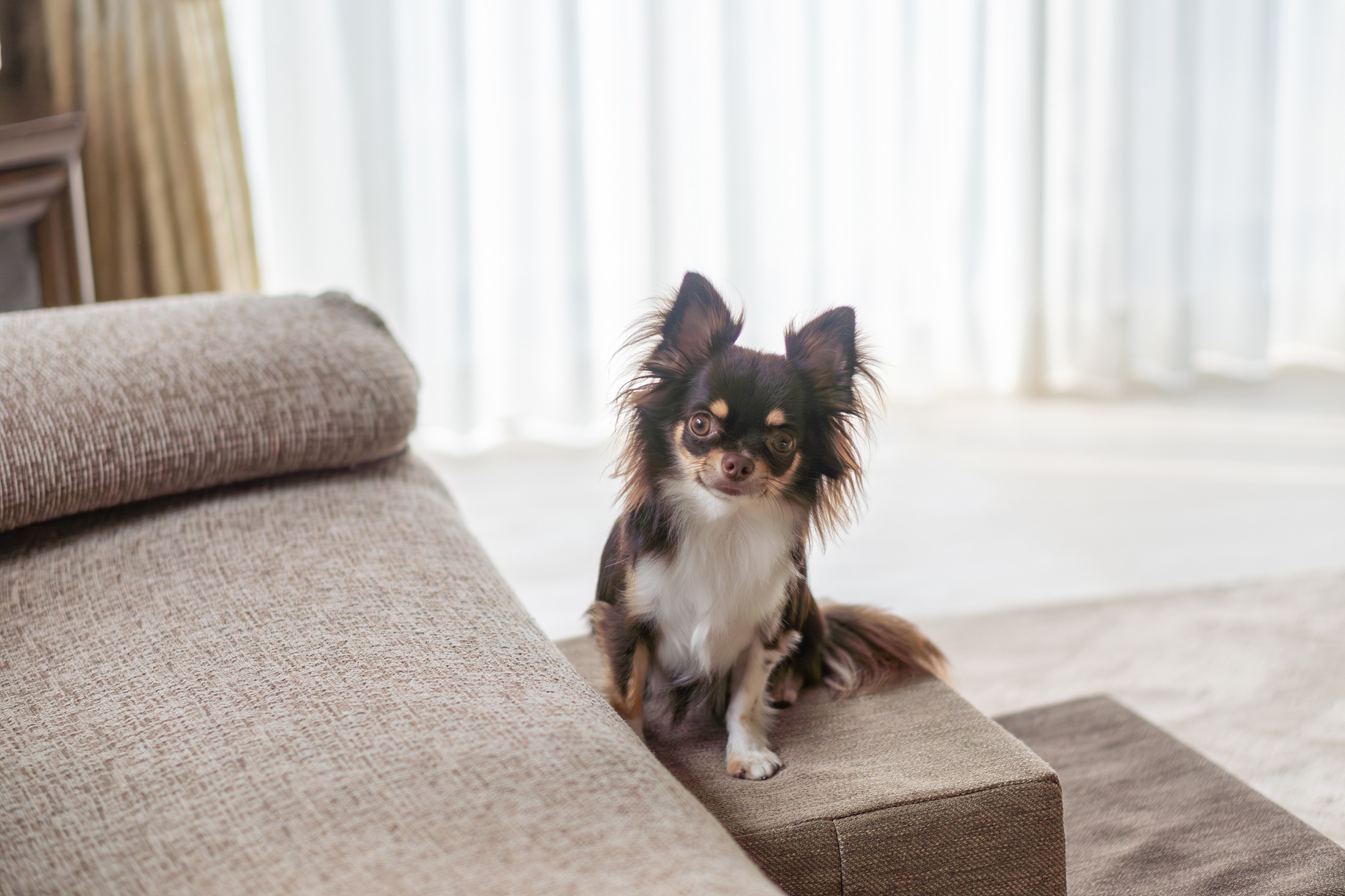Using steps to reach the couch Dog using carpeted steps to get on couch