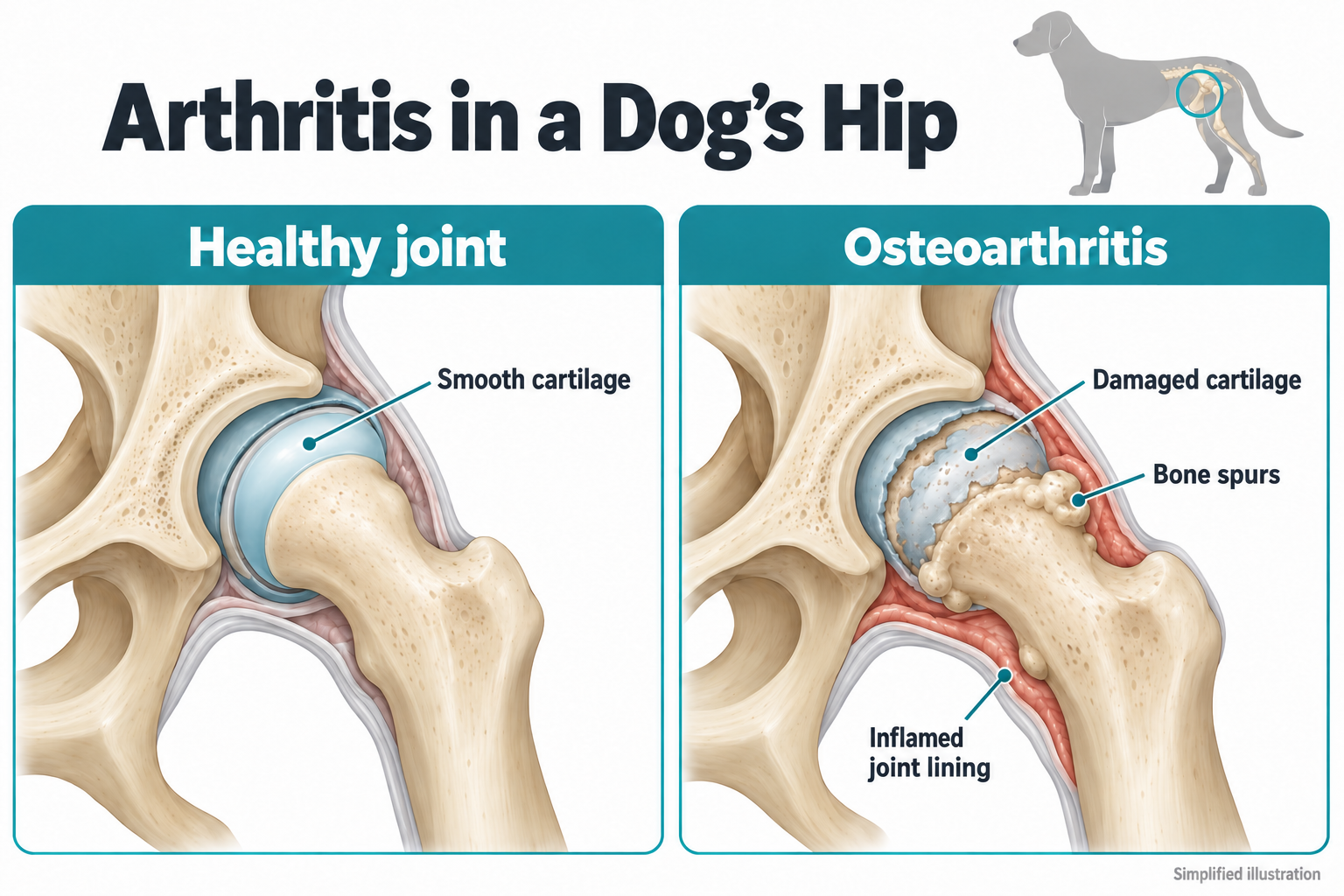 Comparison of healthy dog hip joint and one with arthritis Comparison of healthy dog hip joint and one with arthritic changes