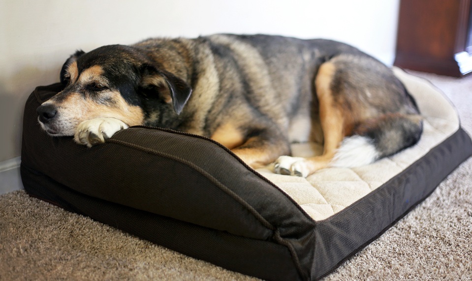 Easy entry orthopedic bed Older dog in a low entry supportive bed