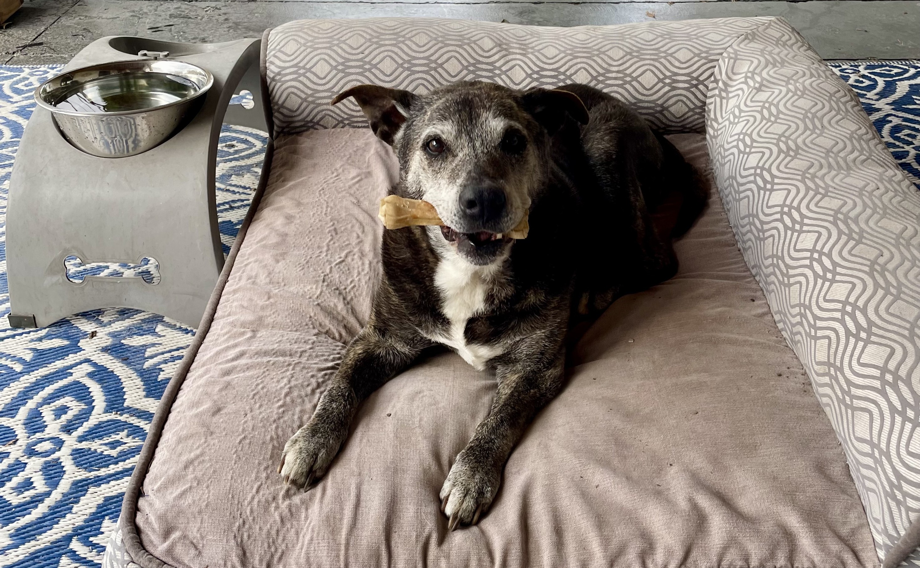 Reese resting at home Reese, a senior dog, resting on a cushioned dog bed at home with a chew in their mouth and a water bowl nearby.