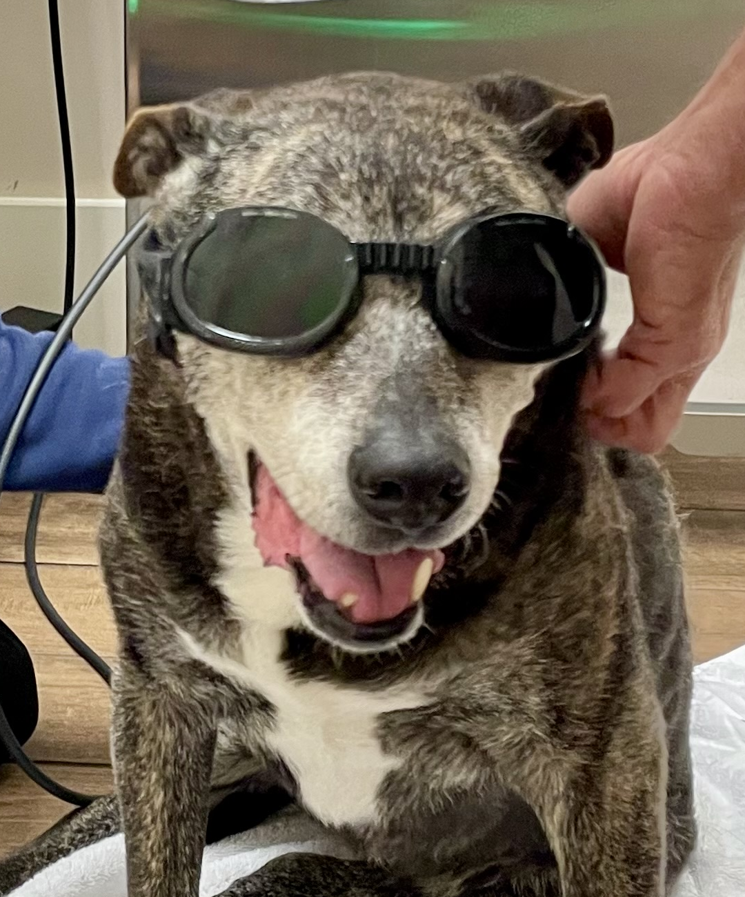 Reese ready for her laser Reese, a senior dog, wearing her googles for laser therapy