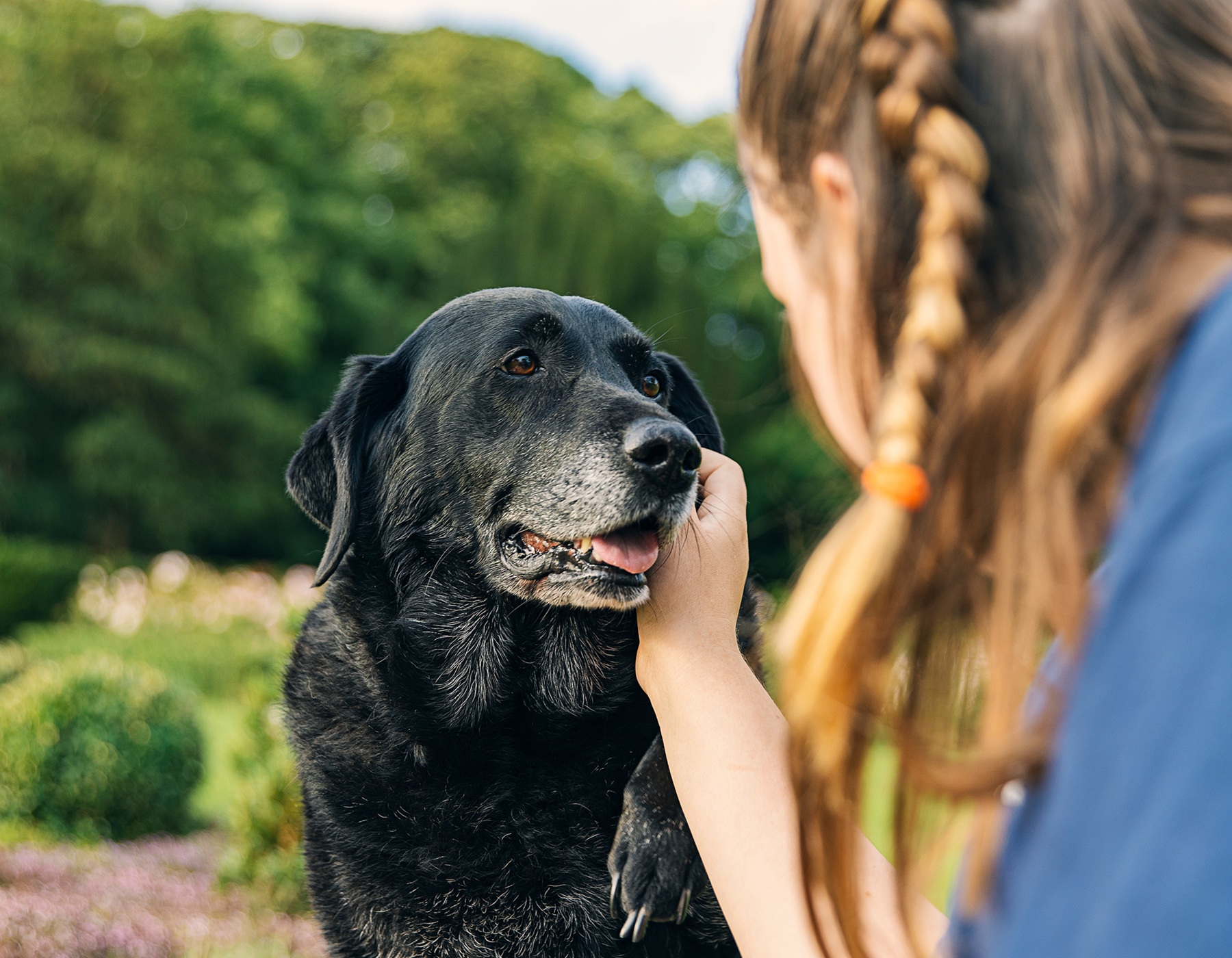 Gray-muzzled black Labrador enjoying attention outdoors