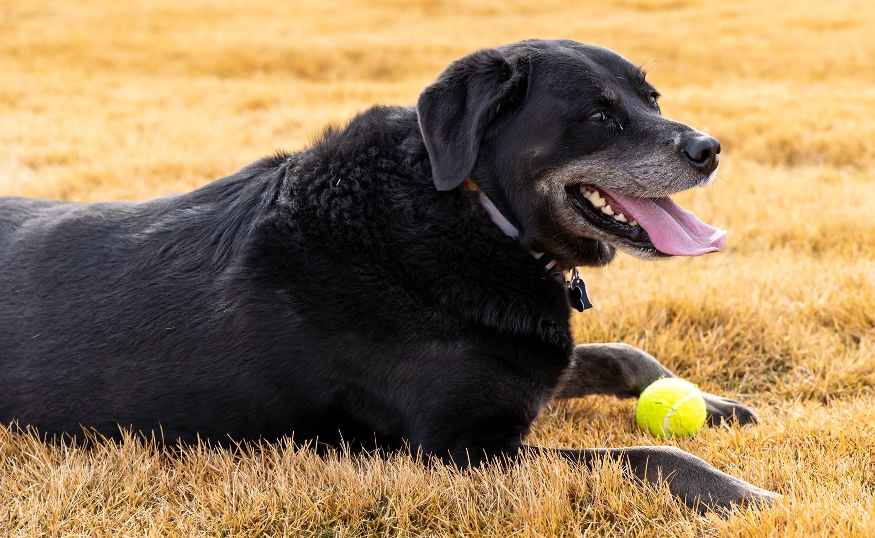 Senior Lab Lying in the Grass with a Tennis Ball