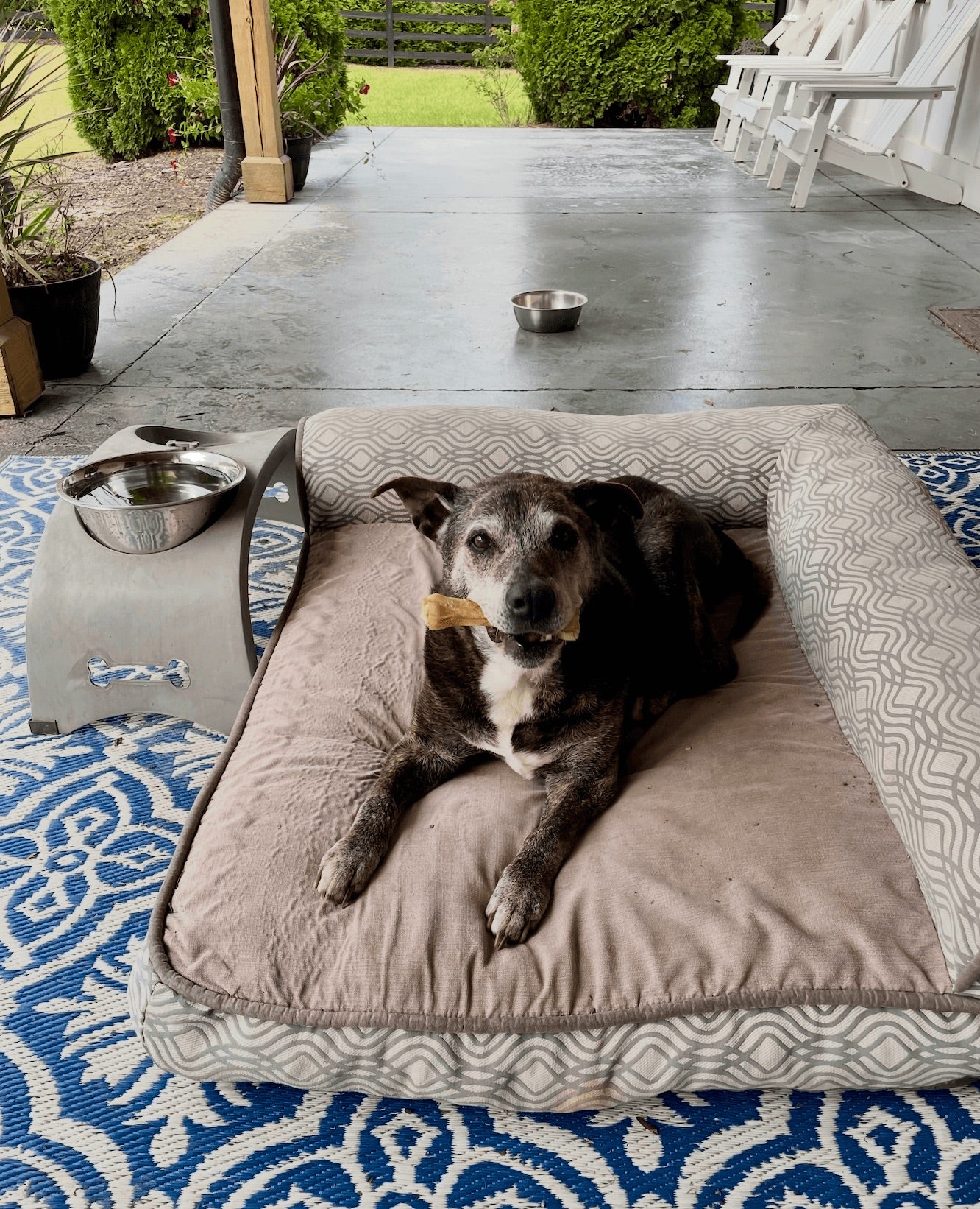 Senior Pet Wellness