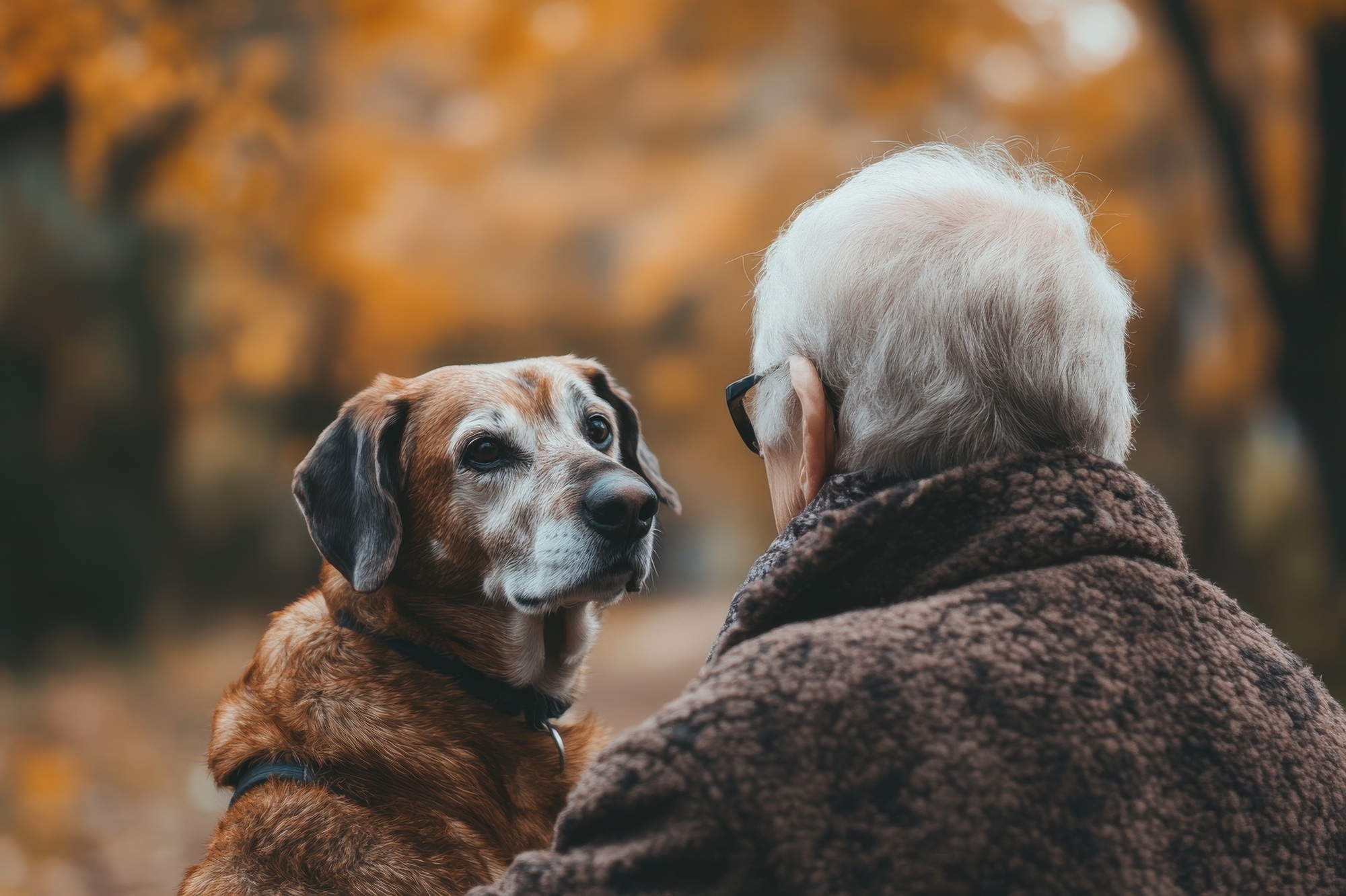 Enjoy the outdoors together Senior dog and owner enjoying time outside in the fall