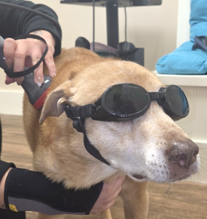 Sonny enjoying his laser therapy Sonny, a senior dog, wearing his googles while receiving laser treatment