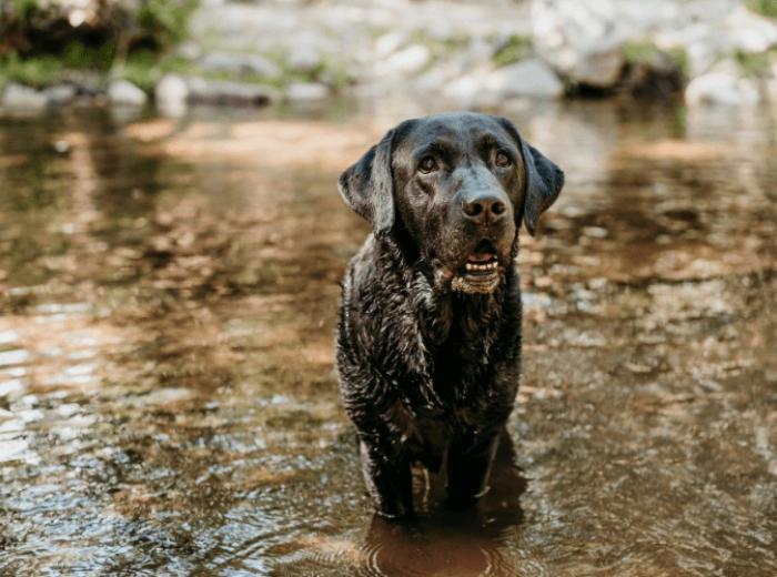 Dog Safety Guide for North Atlanta Parks, Trails & Events