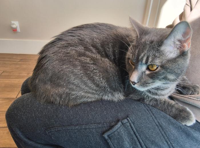 Murphy’s Story: FIP Treatment Journey in Milton, GA