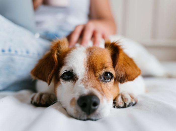 When Is Vomiting in Dogs Something to Worry About?