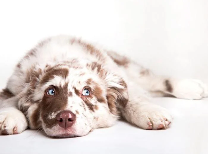  7 Subtle Signs Your Pet May Be Sick 