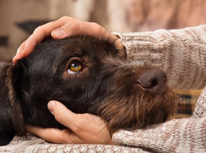 Dog Diarrhea: When to Worry