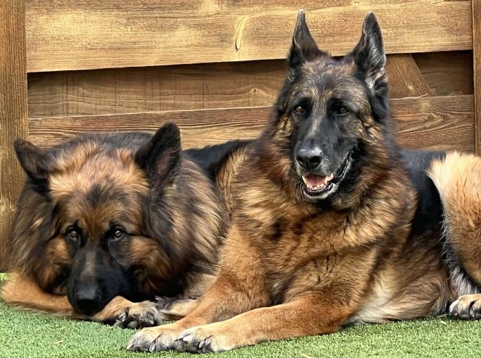 Keeping Pets Safe During Summer in Milton, GA