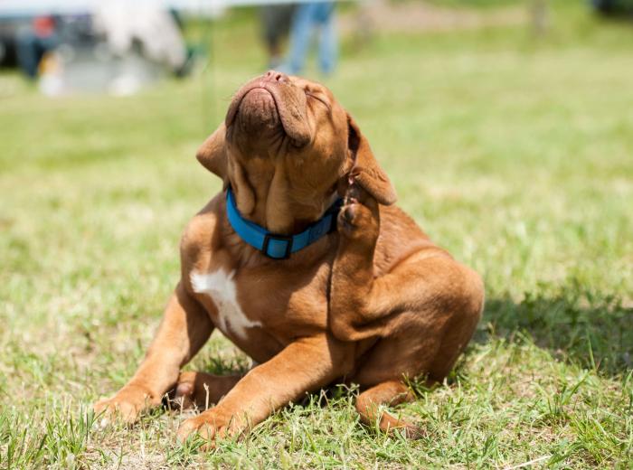 Why Is My Dog So Itchy? A Milton, GA Guide