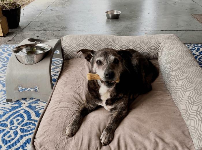 Why We Recommend Exams Every 6 Months for Senior Pets