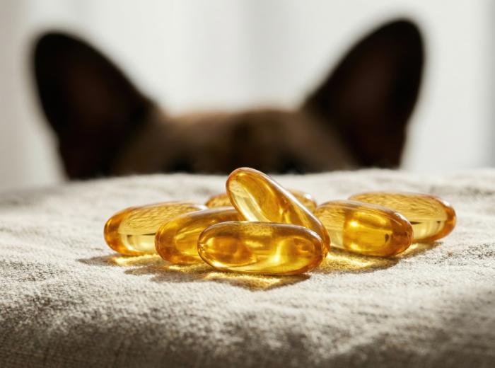 Arthritis Pain Medication for Dogs and Cats