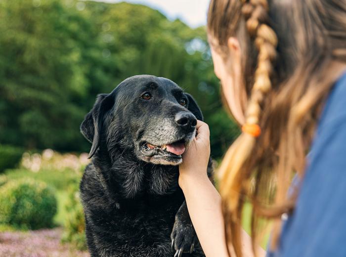 More Than Pain Pills: How We Treat Arthritis in Senior Pets