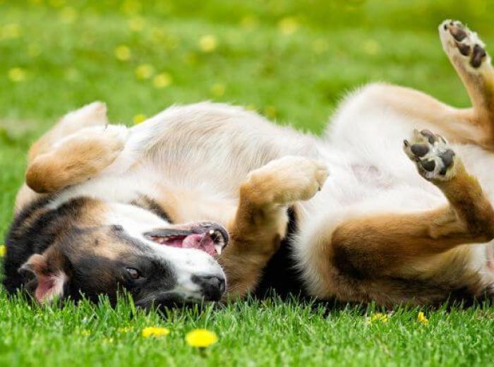 Is My Dog Allergic to Grass?