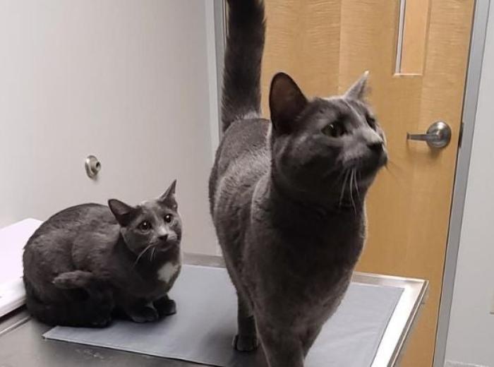 Filter Failure: What Happens When a Pet’s Kidneys Can't Keep Up