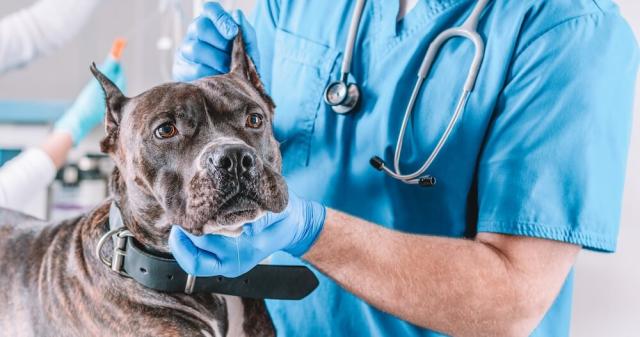 Surgeries & Advanced Medical Care