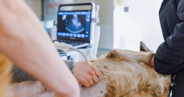 Ultrasound & Diagnostic Imaging