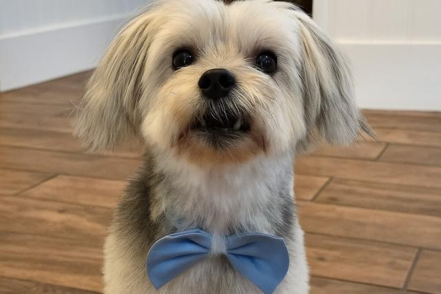 Wellness & Preventive